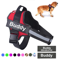 Dogs